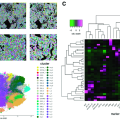 CNNs: The Unsung Heroes of Cell Segmentation